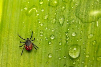 A small tick with a dark body and red markings is situated on a bright green leaf. The leaf is covered with glistening water droplets, reflecting light and adding texture to the surface.