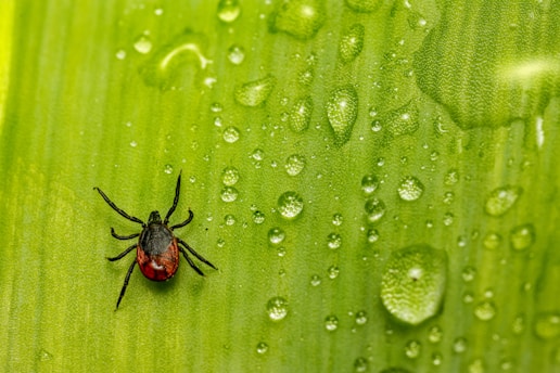 A small tick with a dark body and red markings is situated on a bright green leaf. The leaf is covered with glistening water droplets, reflecting light and adding texture to the surface.