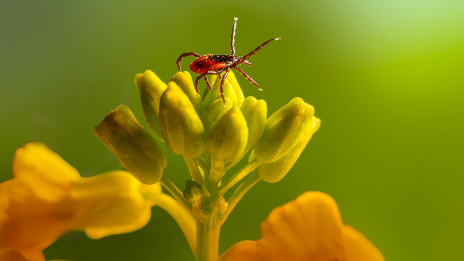 Pest Infestations: Identifying and Combatting Common Corn Plant Pests