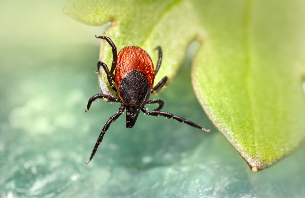 a red and black bug sitting on top of a green leaf
