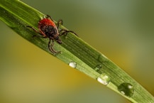 a red bug sitting on top of a green leaf