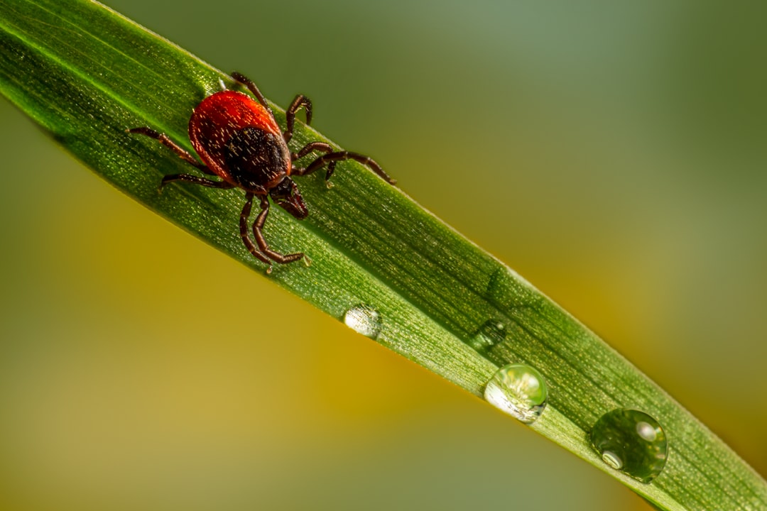 A New Tick Is Moving In on Long Island — And Changing the Landscape for Lyme Disease featured image