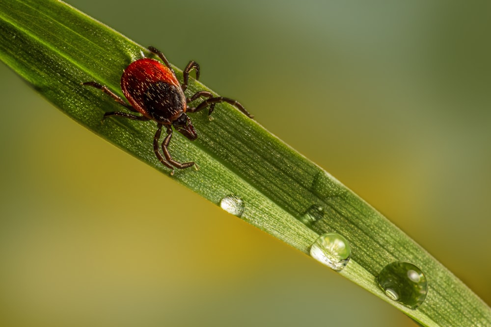 a red bug sitting on top of a green leaf