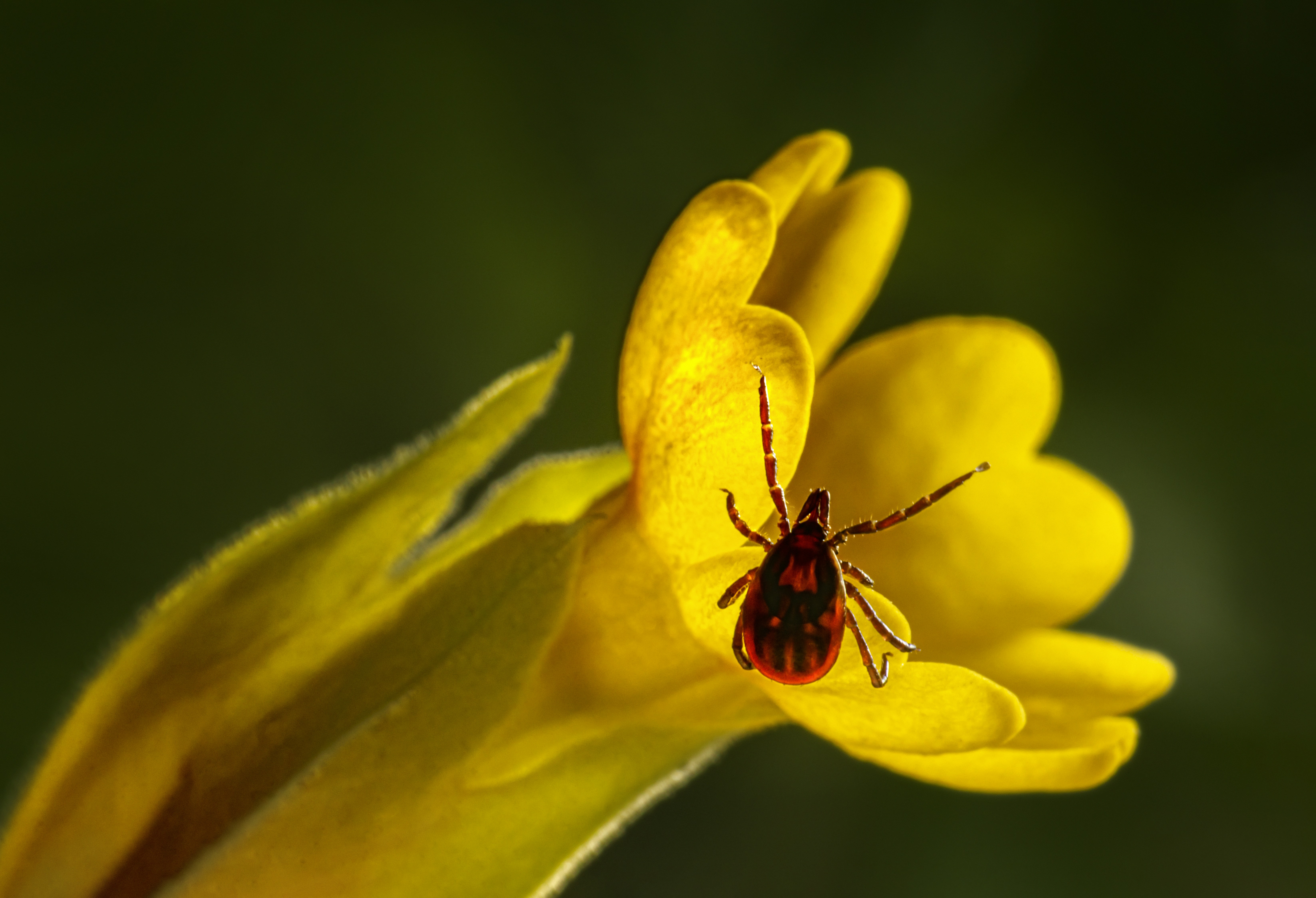 a close up of a bug on a flower