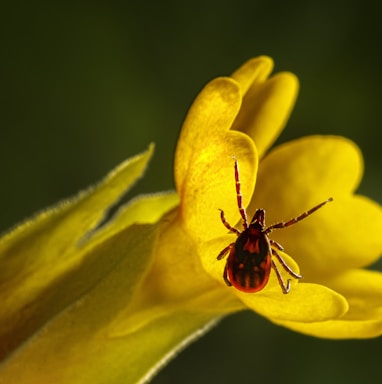 a close up of a bug on a flower