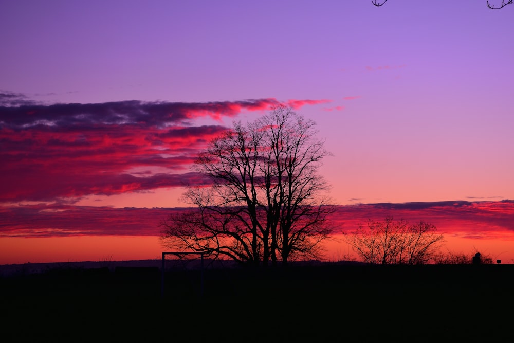 a purple and pink sky with a tree in the foreground