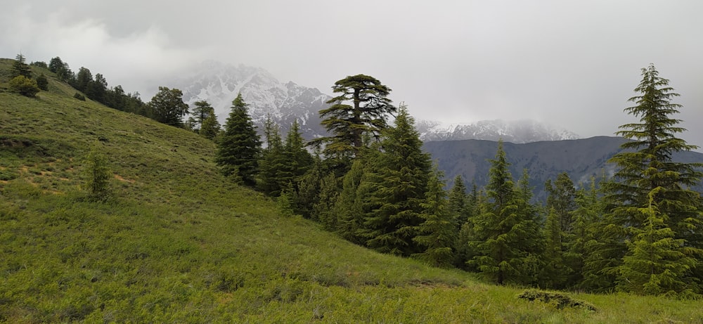 a grassy hillside with trees and mountains in the background