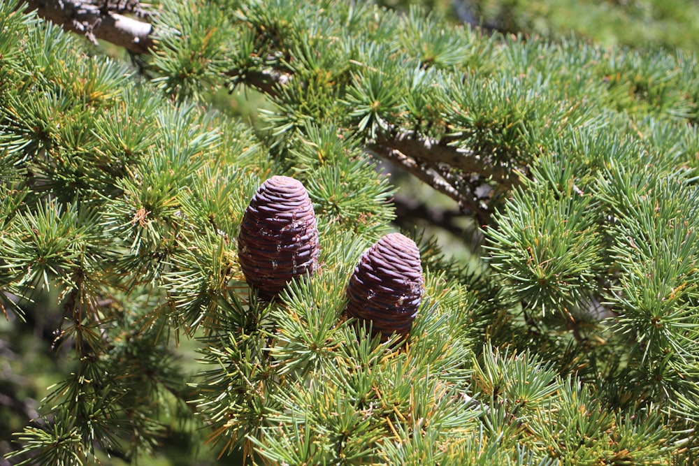 two pine cones sitting on top of a pine tree