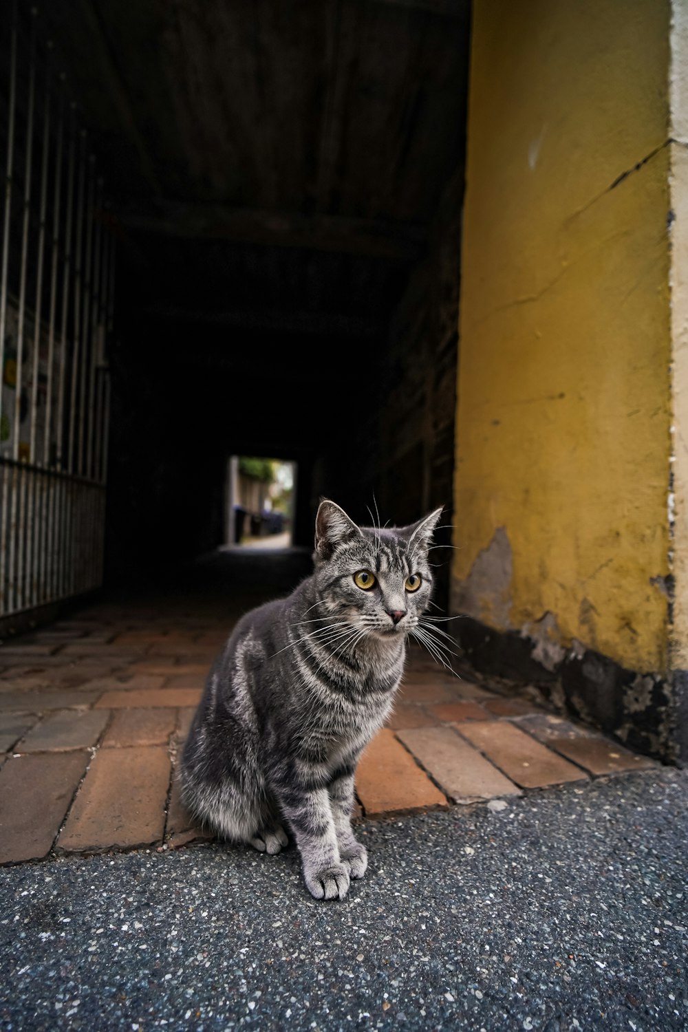 a cat sitting on the ground in a tunnel