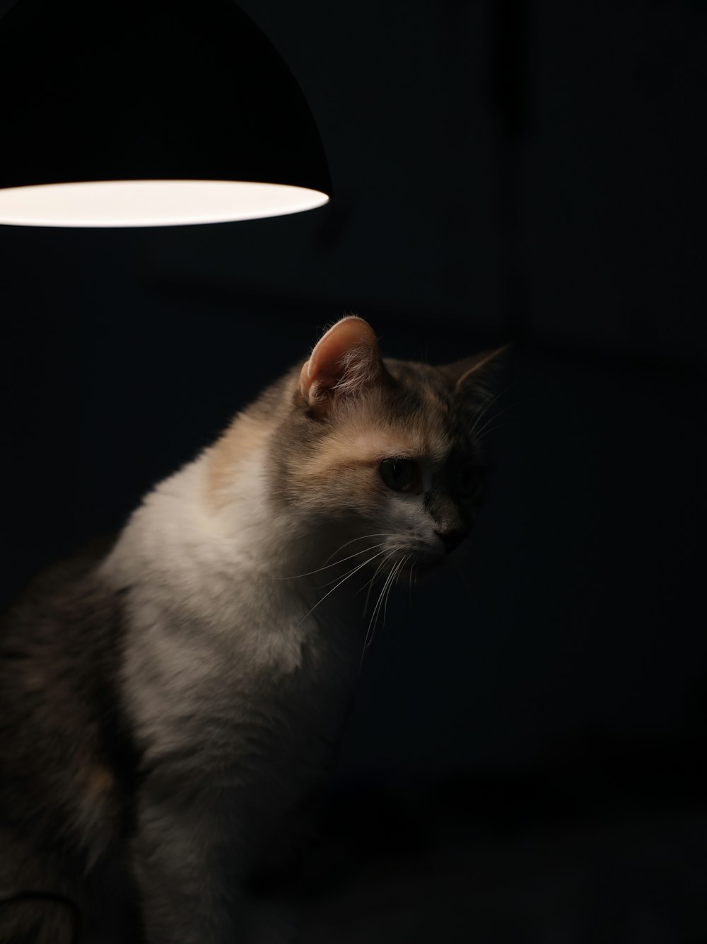 a cat sitting under a lamp in the dark
