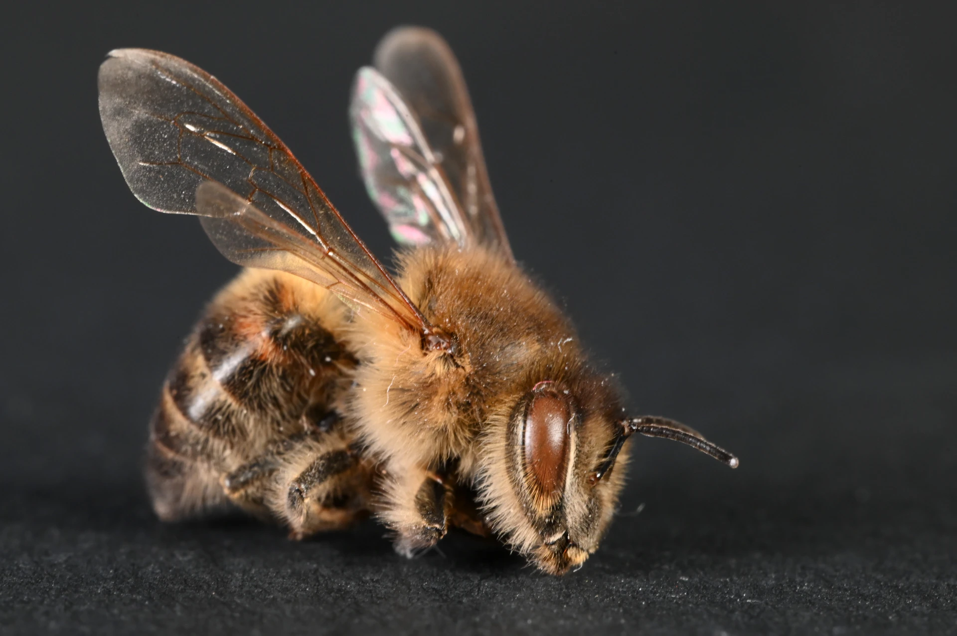a close up of a bee on a black surface