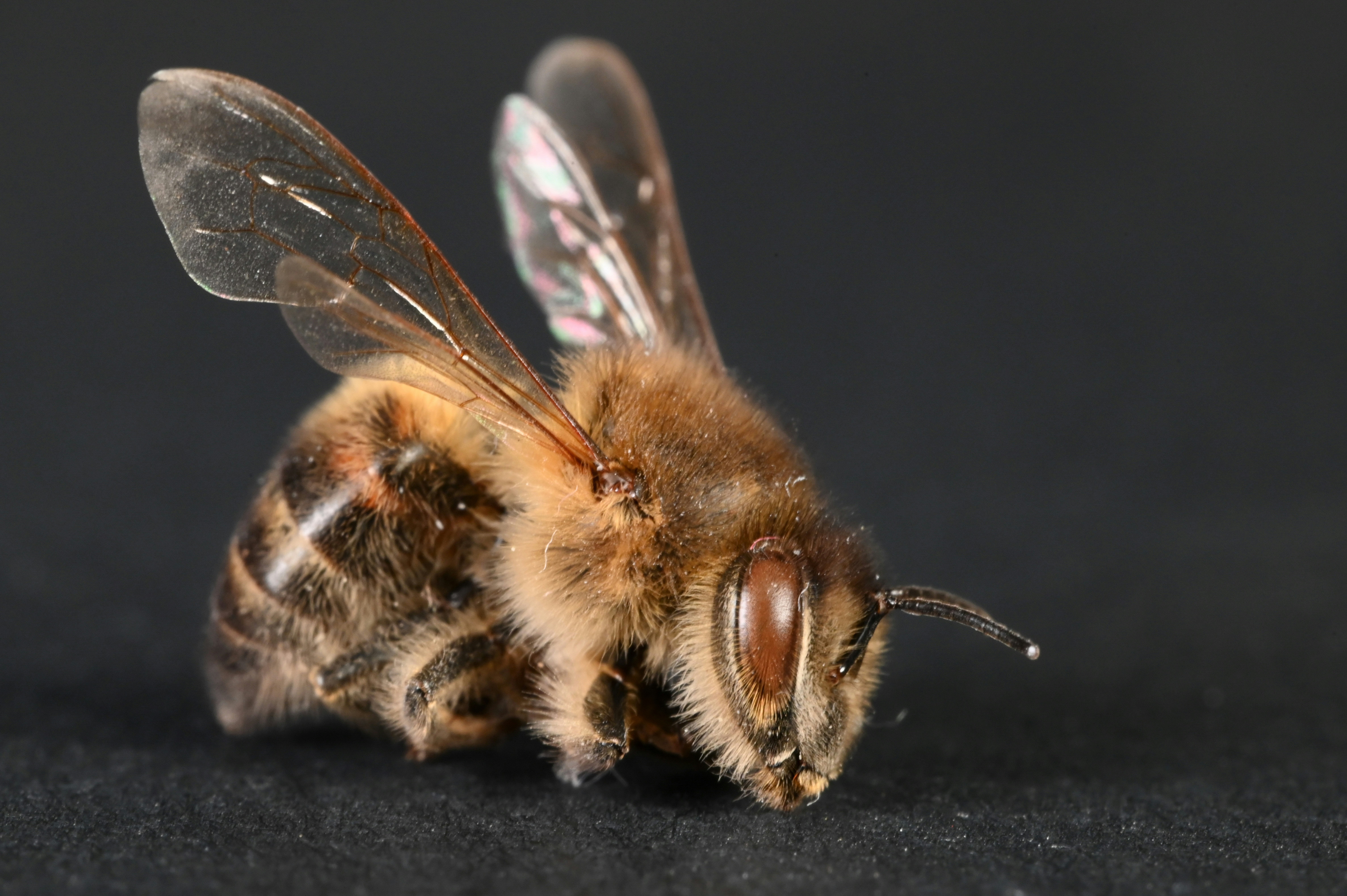 Common bee - close up