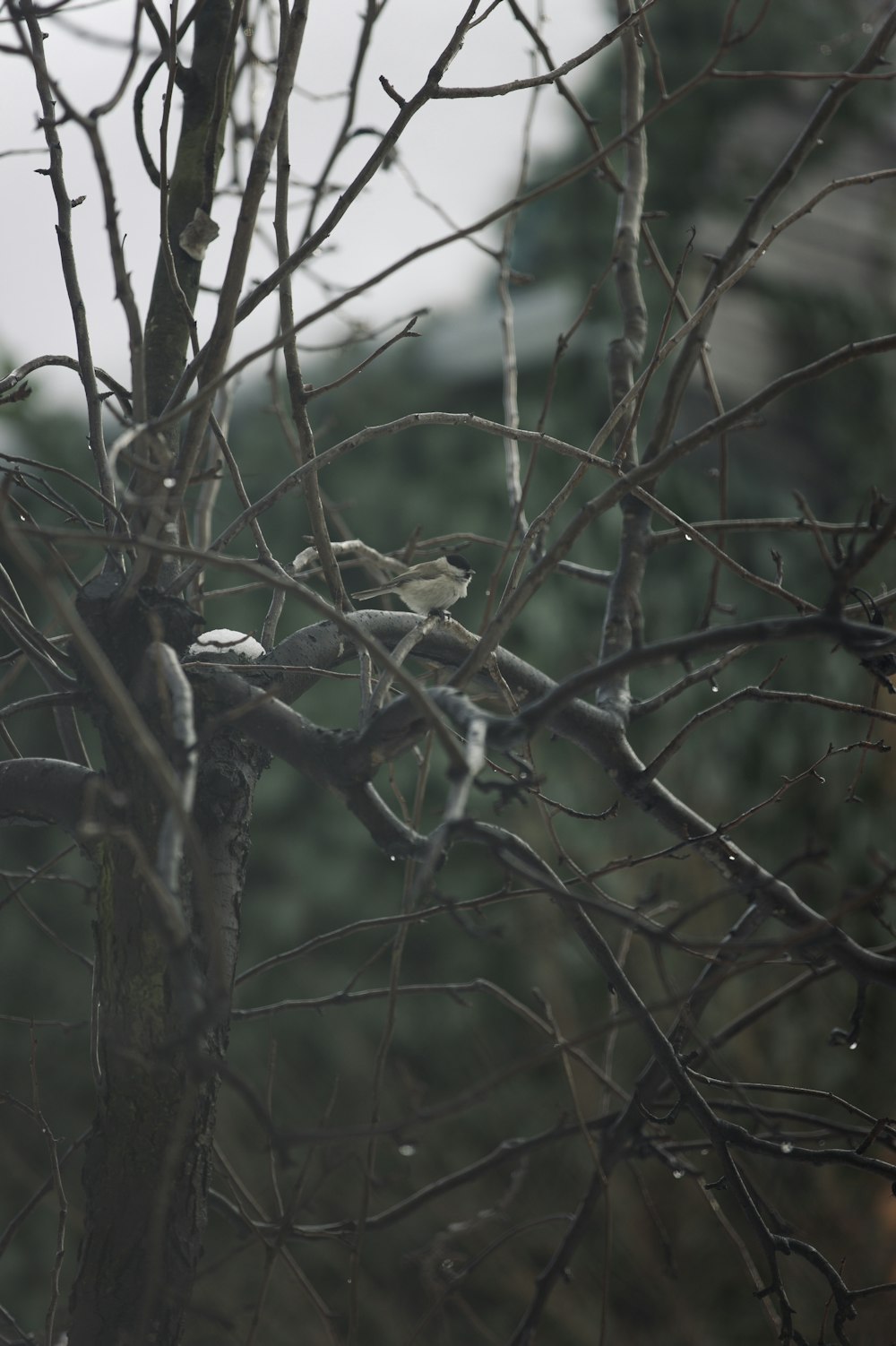 a bird sitting on a branch of a tree