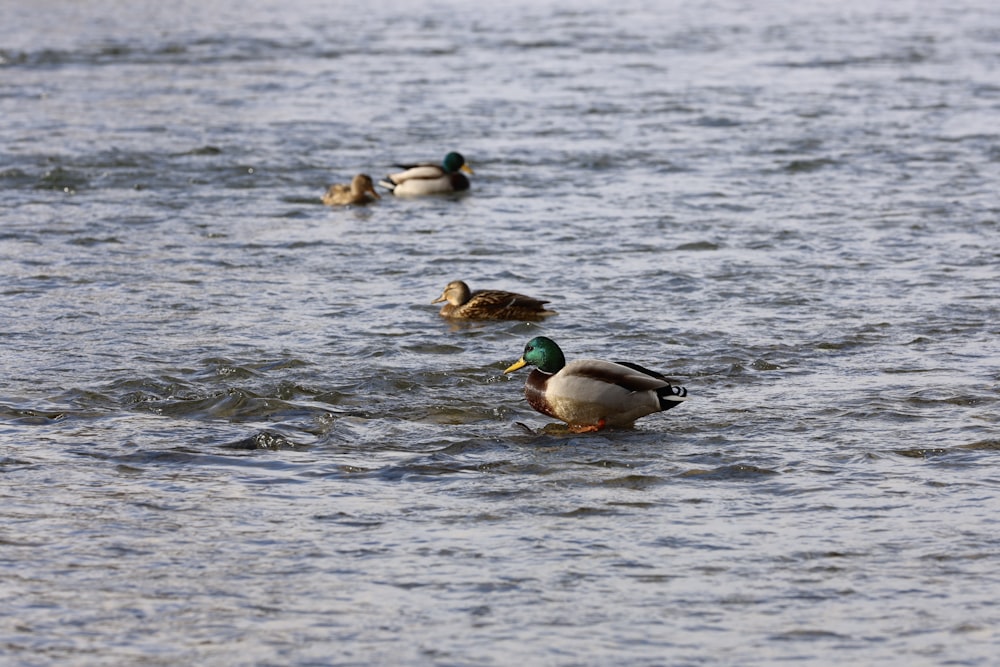 a group of ducks floating on top of a body of water