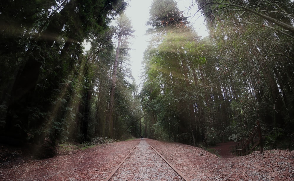 a train track in the middle of a forest