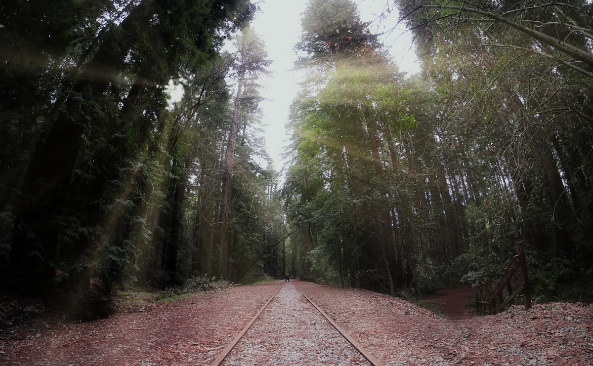 Narrow gauge track on a red needle-covered bed running between towering coast redwoods with light filtering through the canopy