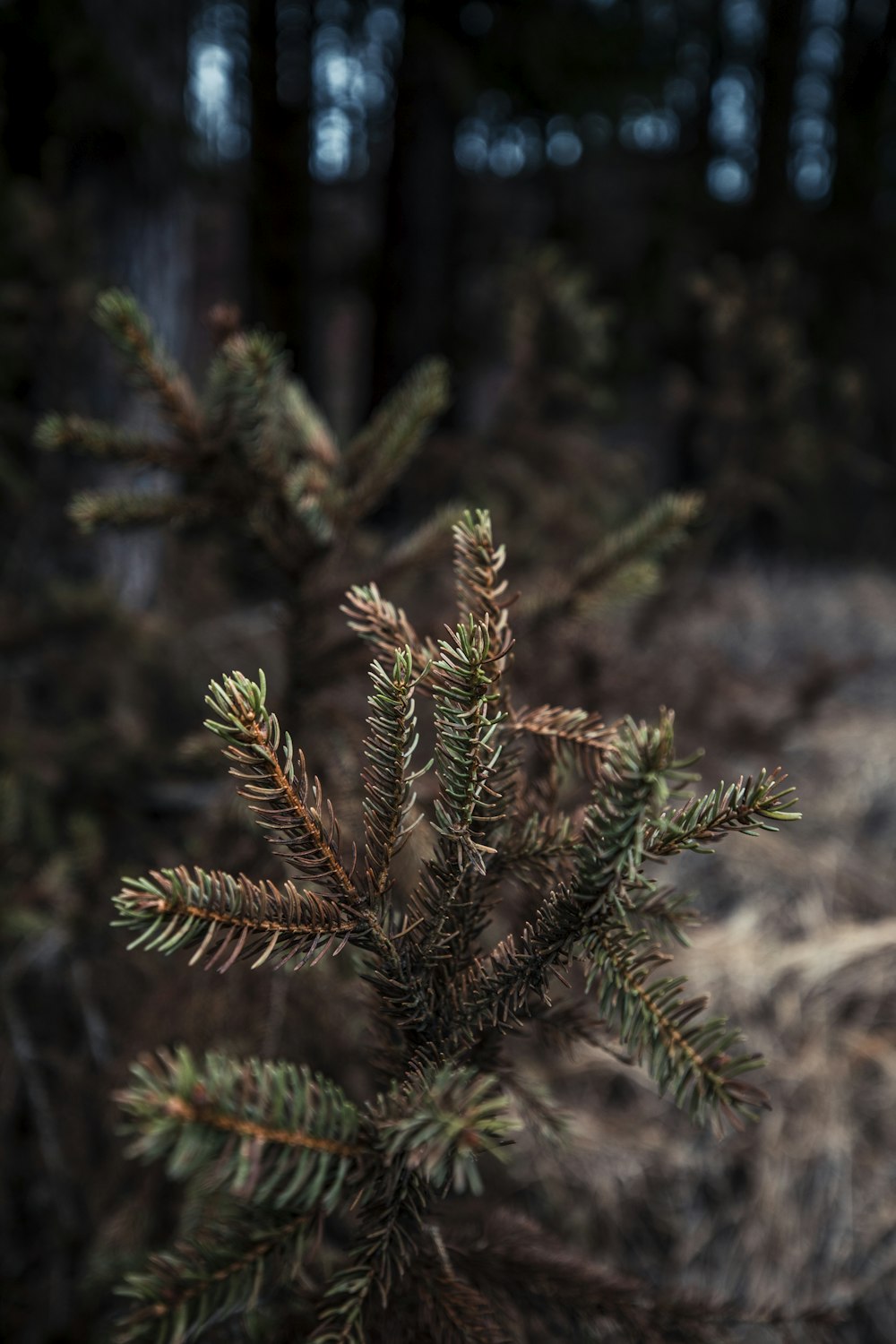 a close up of a pine tree in a forest