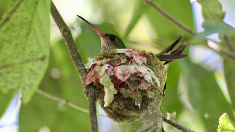 a bird is sitting on a branch with a nest in it's mouth