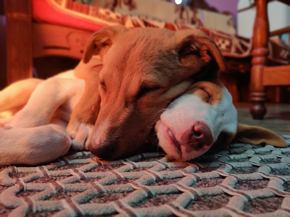 a brown and white dog laying on top of a rug