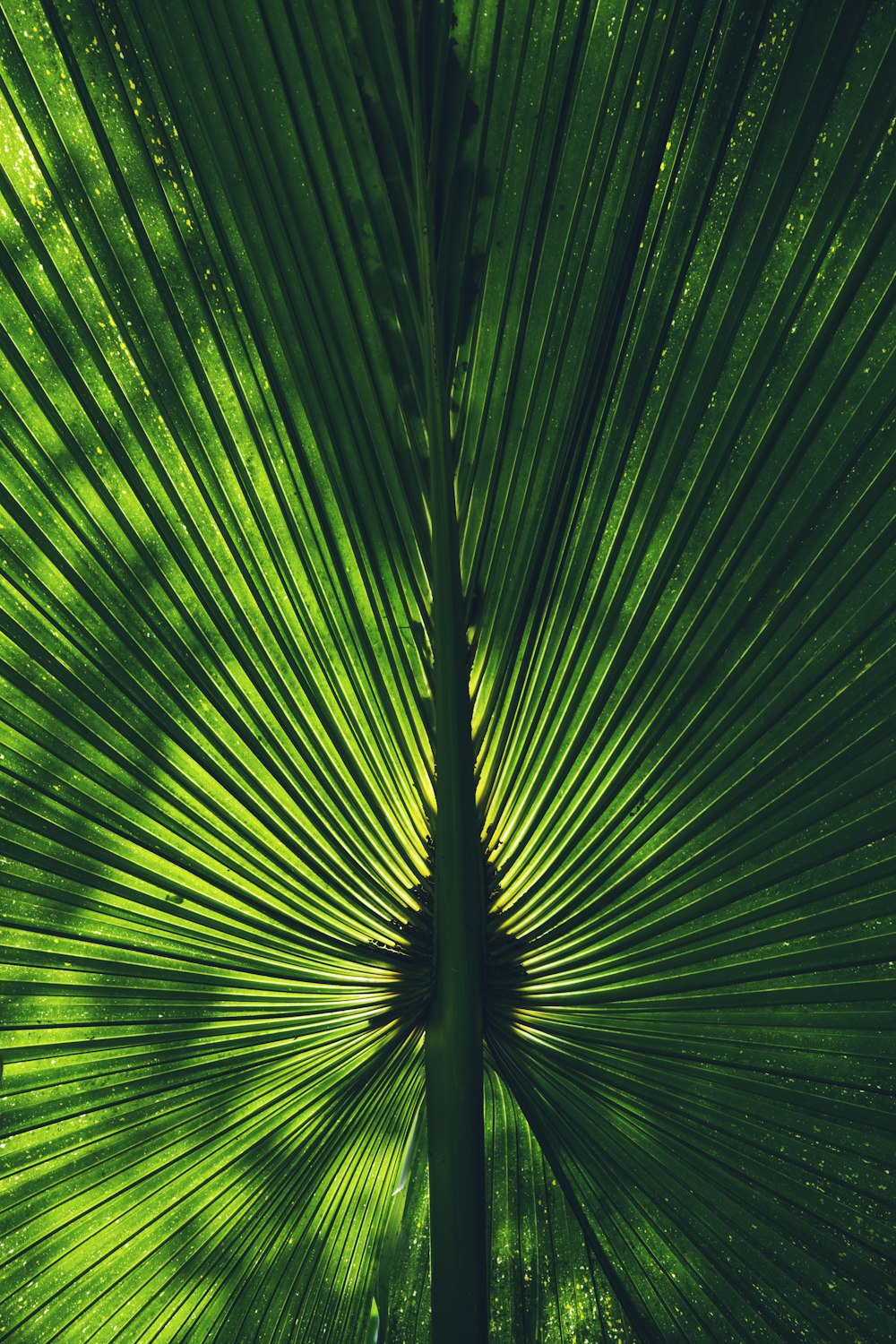 a close up of a palm tree's leaves