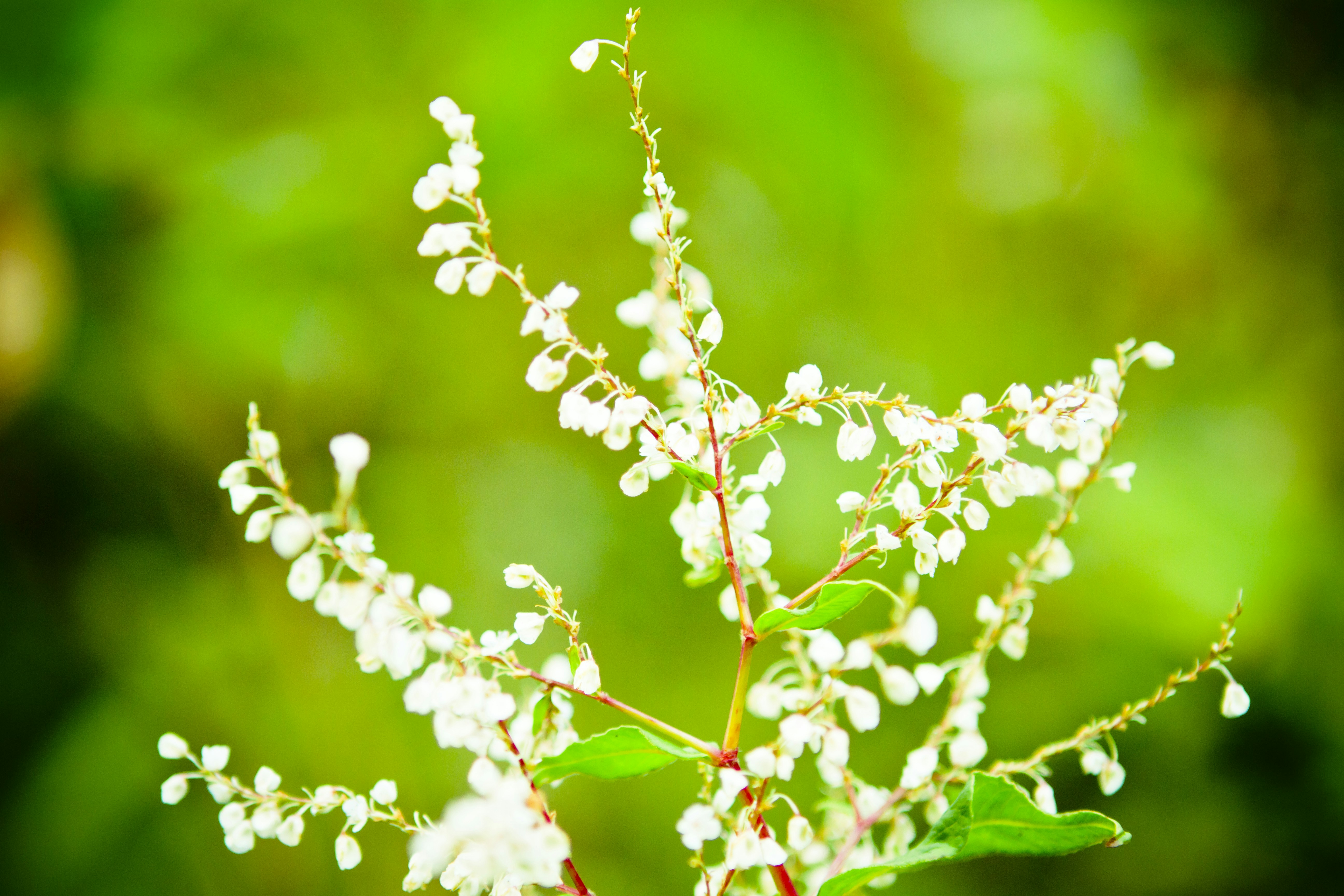 Photo by raimondklavins