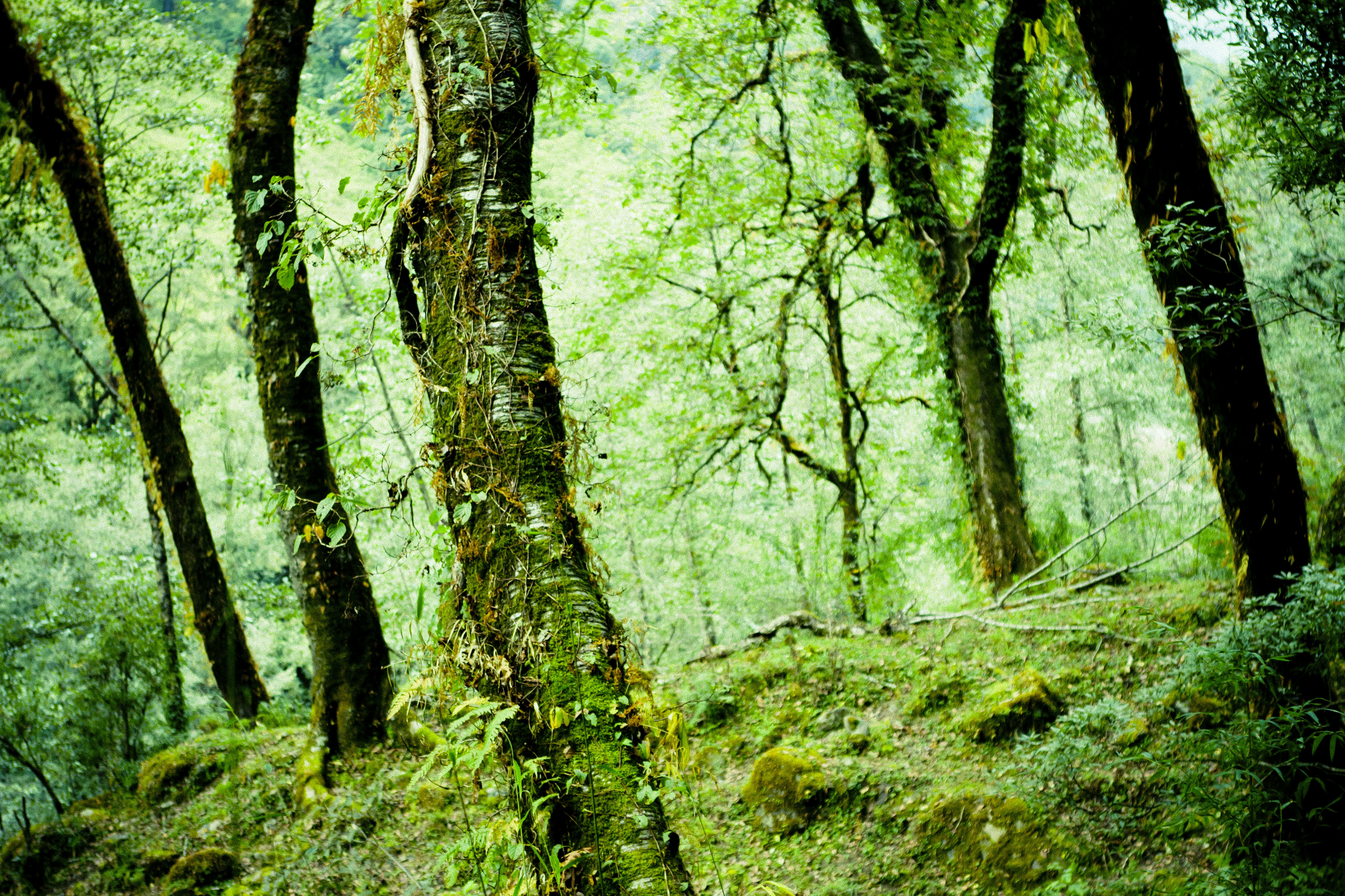 Photo by raimondklavins