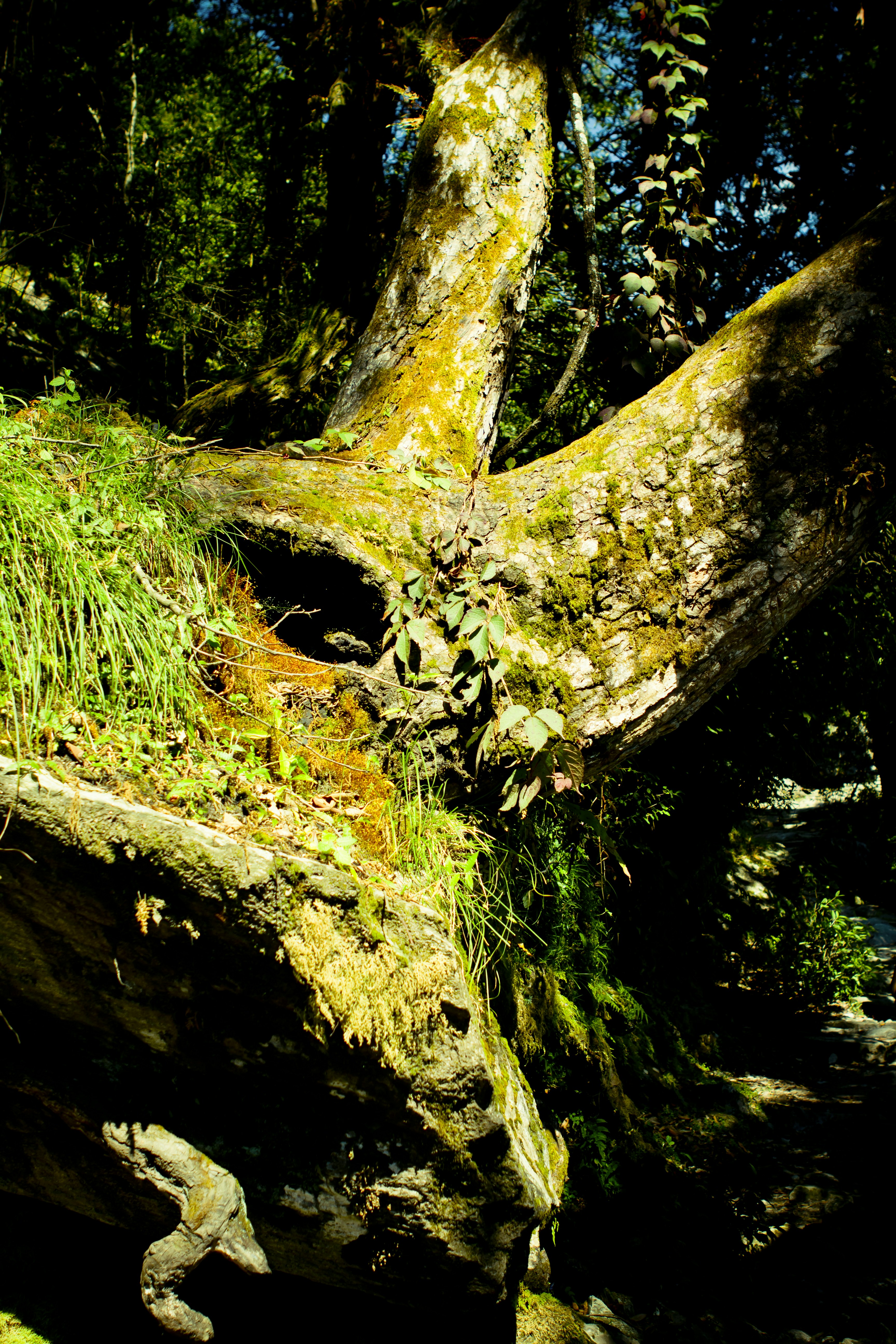 Photo by raimondklavins