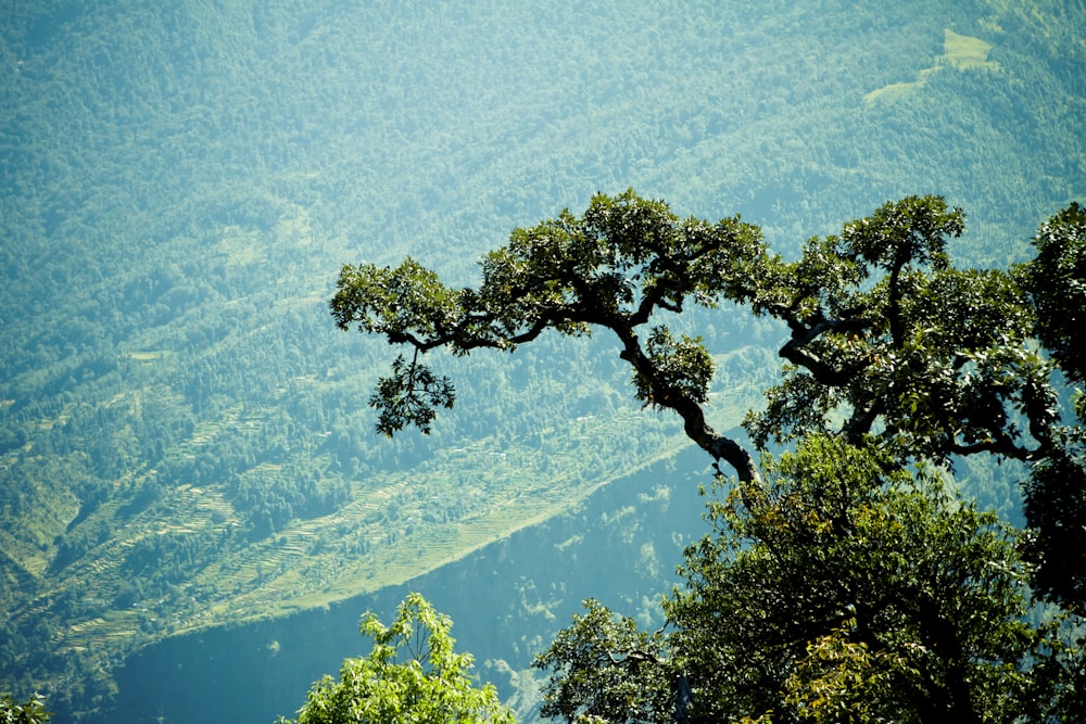a view of a mountain with a tree in the foreground