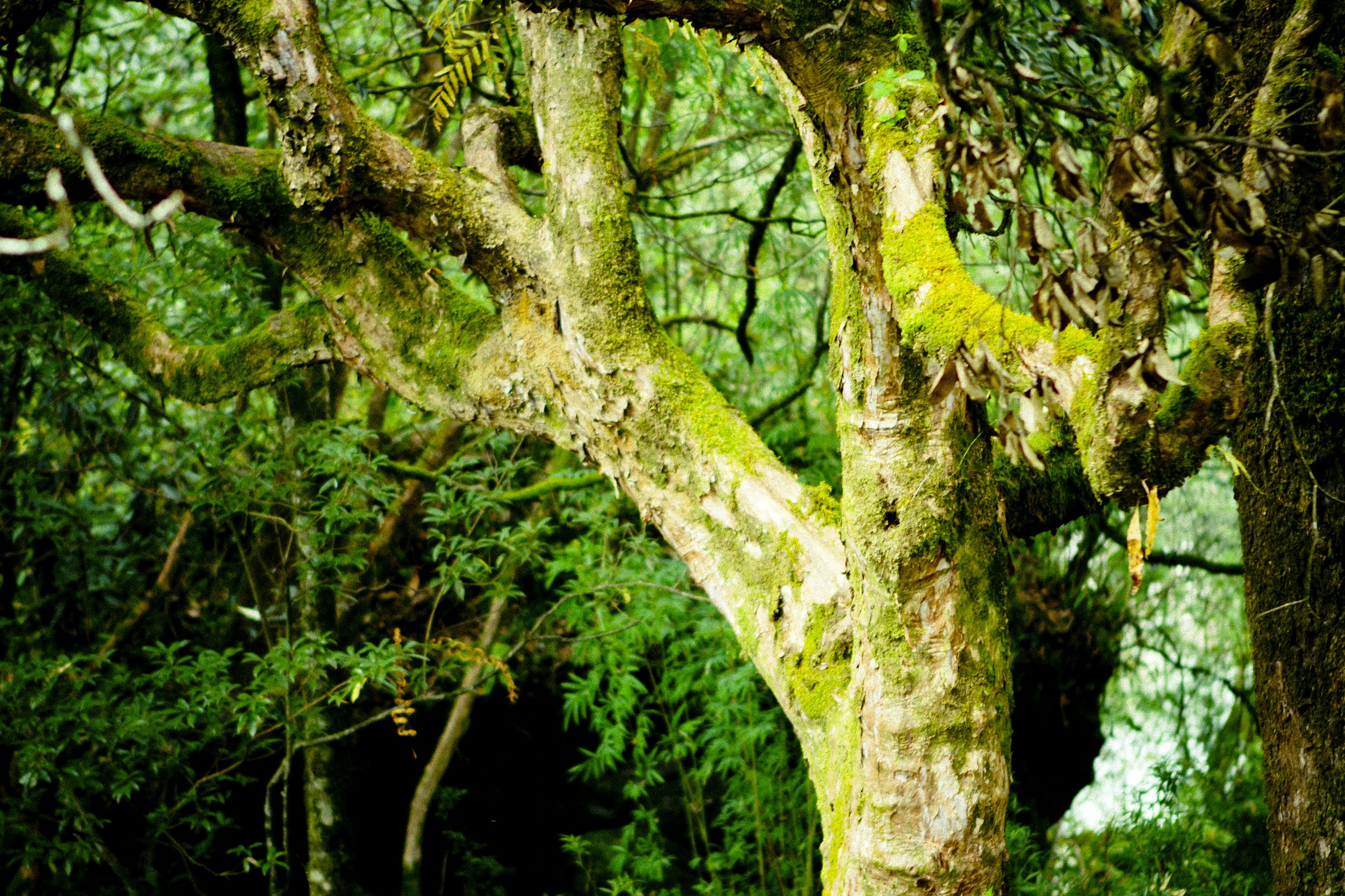 Photo by raimondklavins