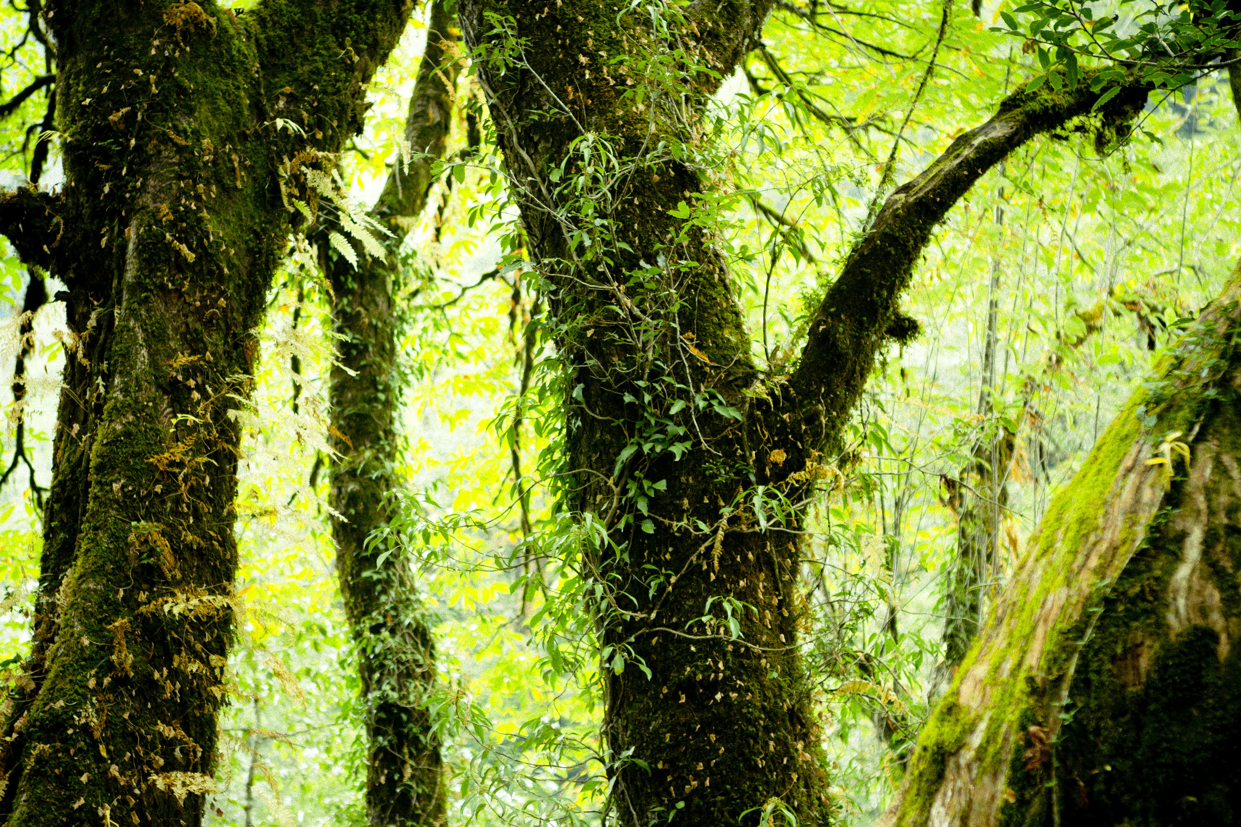 Photo by raimondklavins