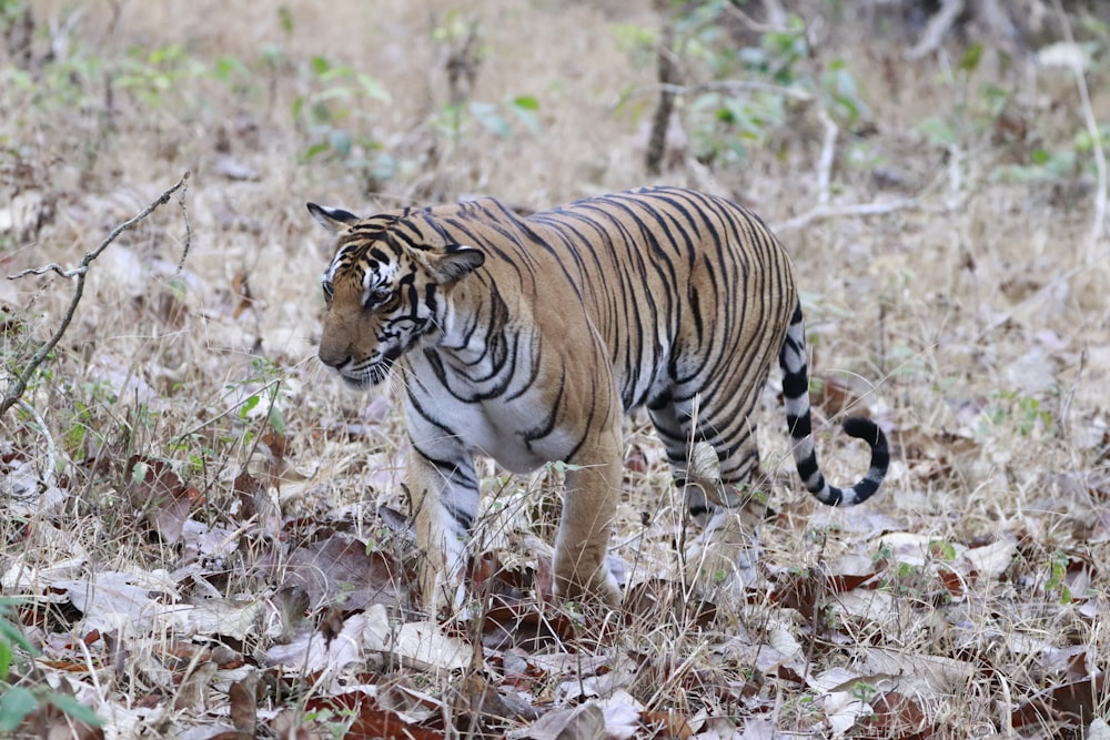 a tiger walking through a dry grass field