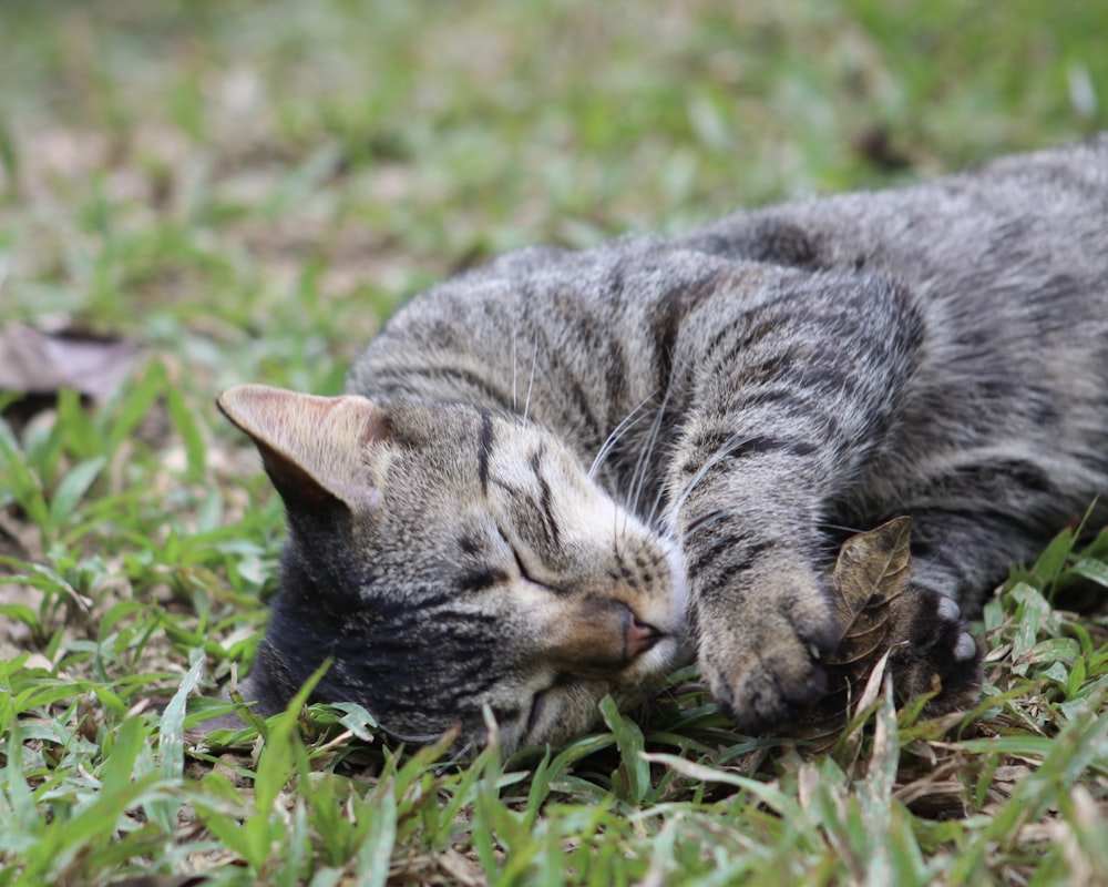 a cat sleeping in the grass with its eyes closed