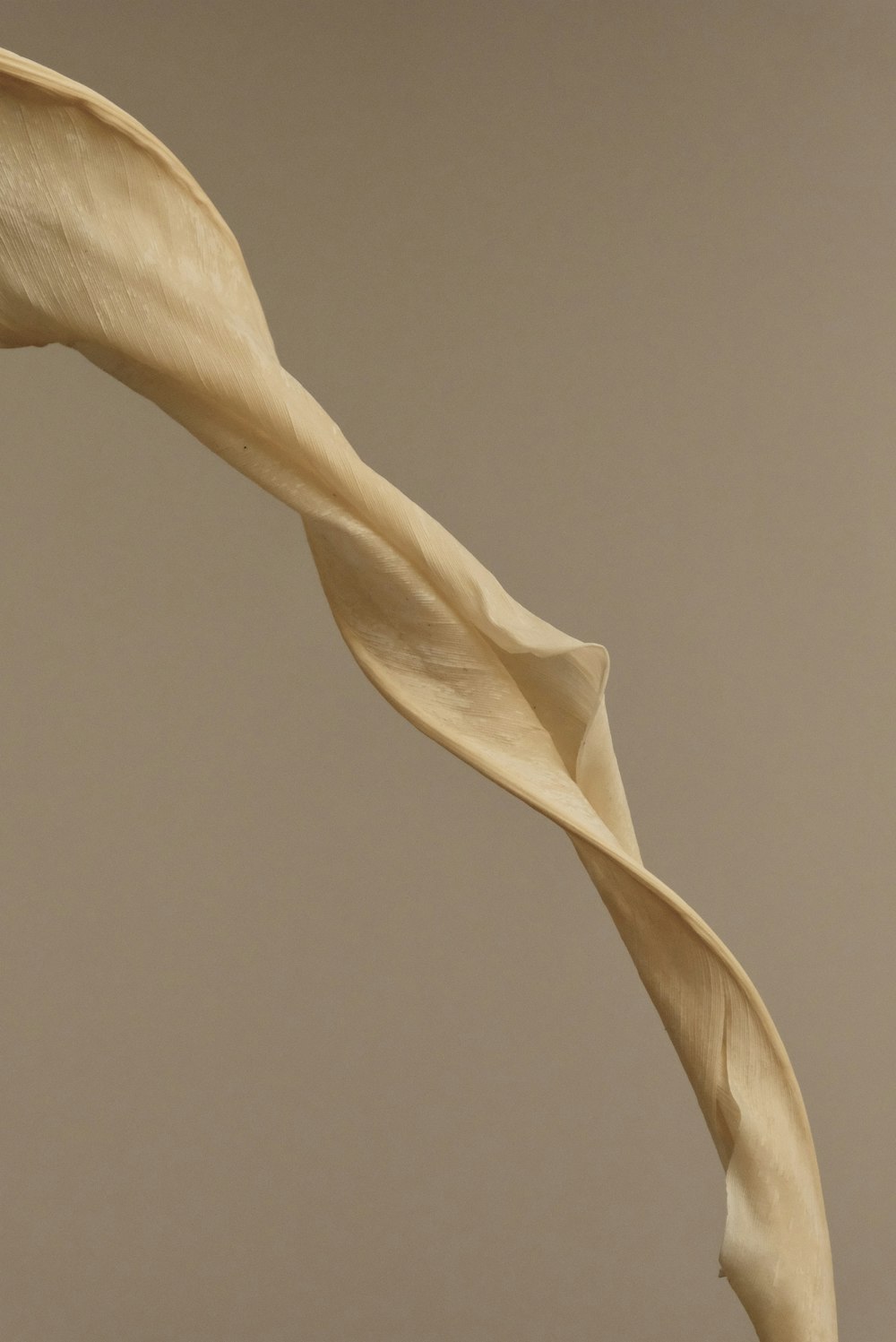 a close up of a flower with a brown background