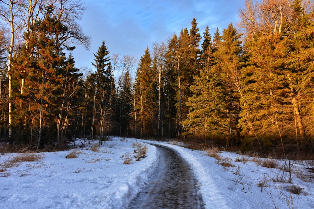 a snow covered path through a forest with lots of trees