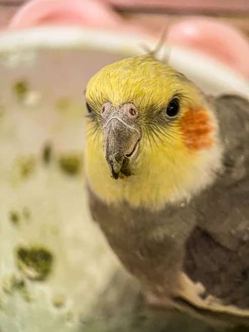 Close-up of a happy cockatiel nibbling on a treat with bright yellow and white feathers