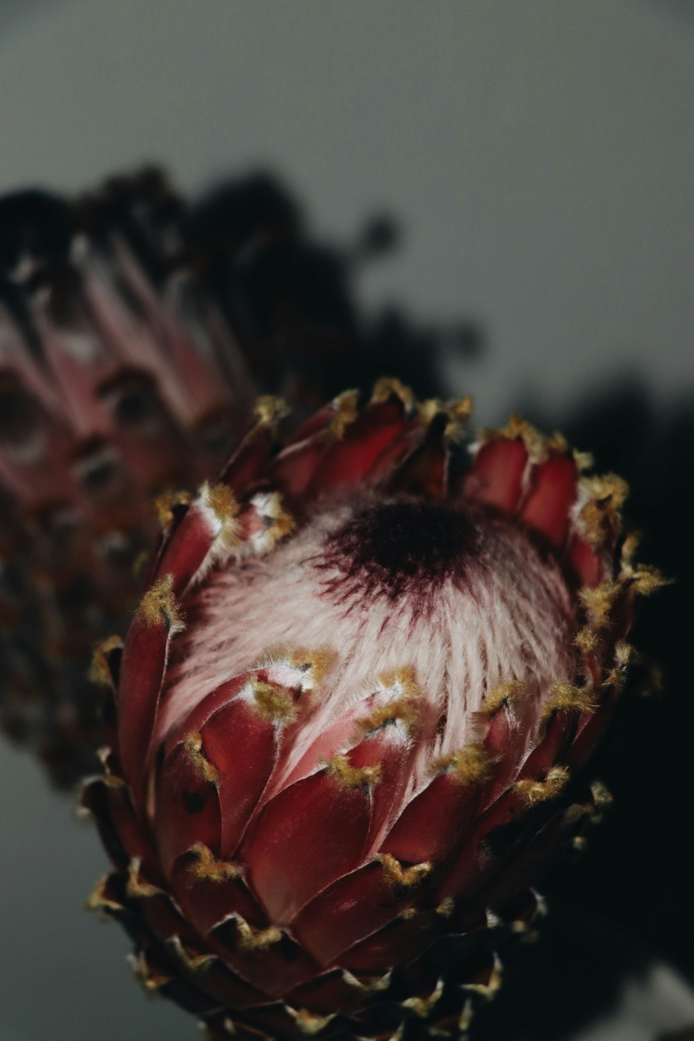 a close up of an artichoke flower on a table