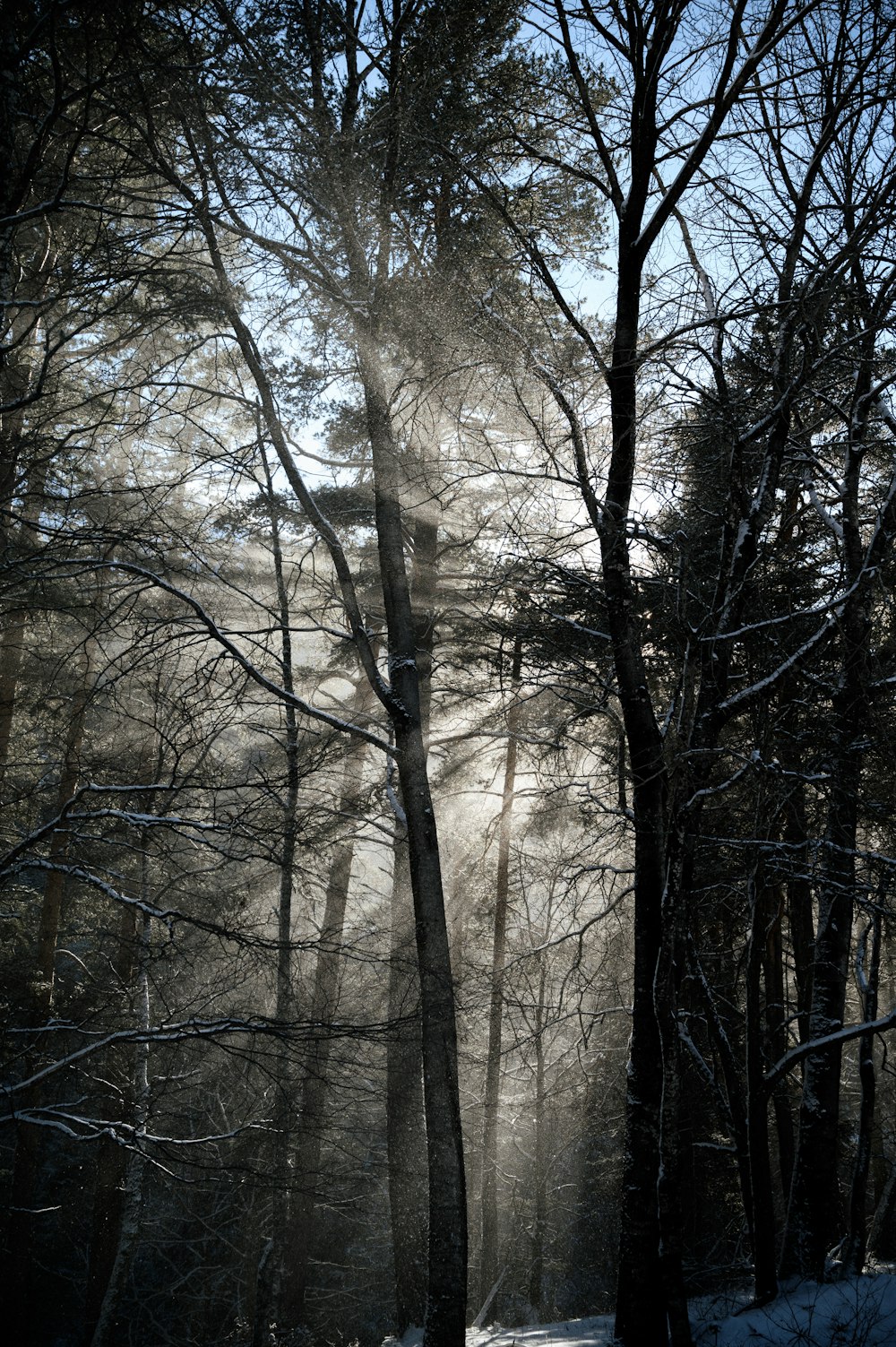 the sun is shining through the trees in the woods