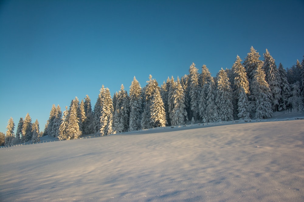 a snow covered field with trees in the background