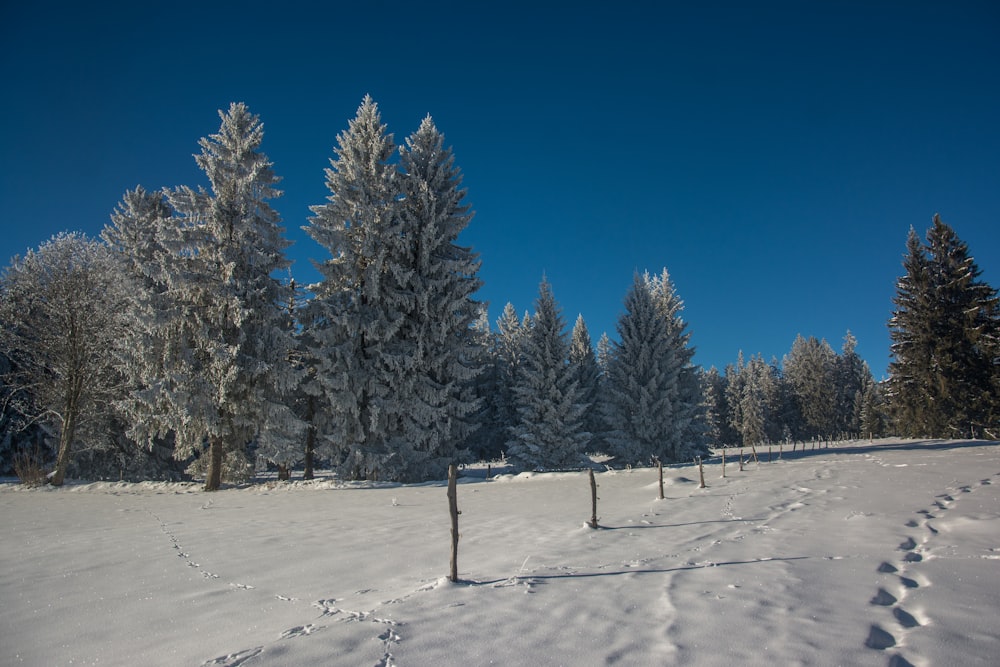 un champ enneigé avec des arbres en arrière-plan