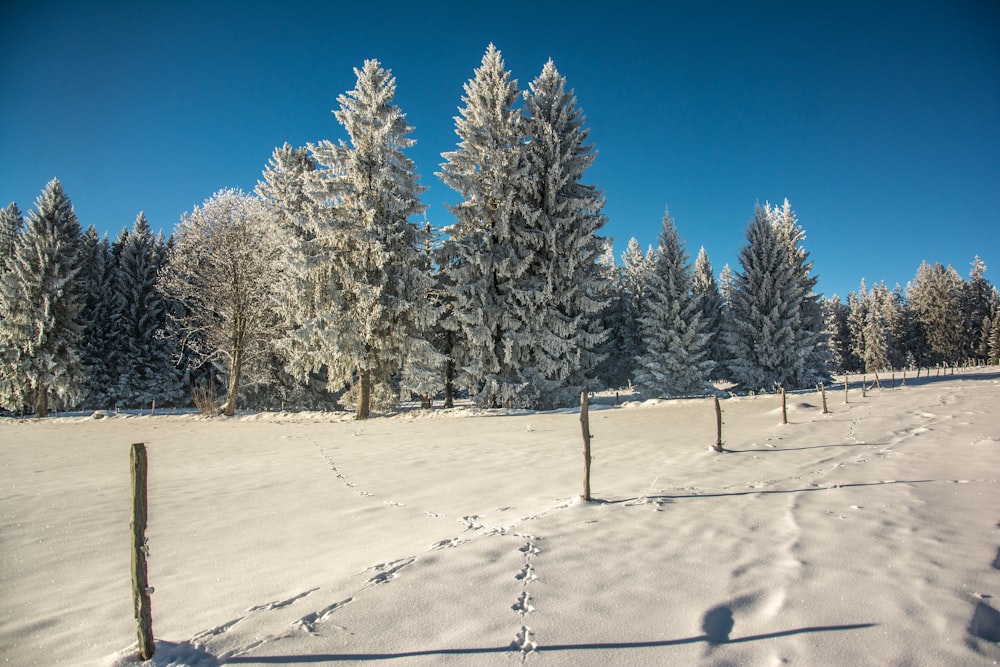 un champ enneigé avec des arbres en arrière-plan