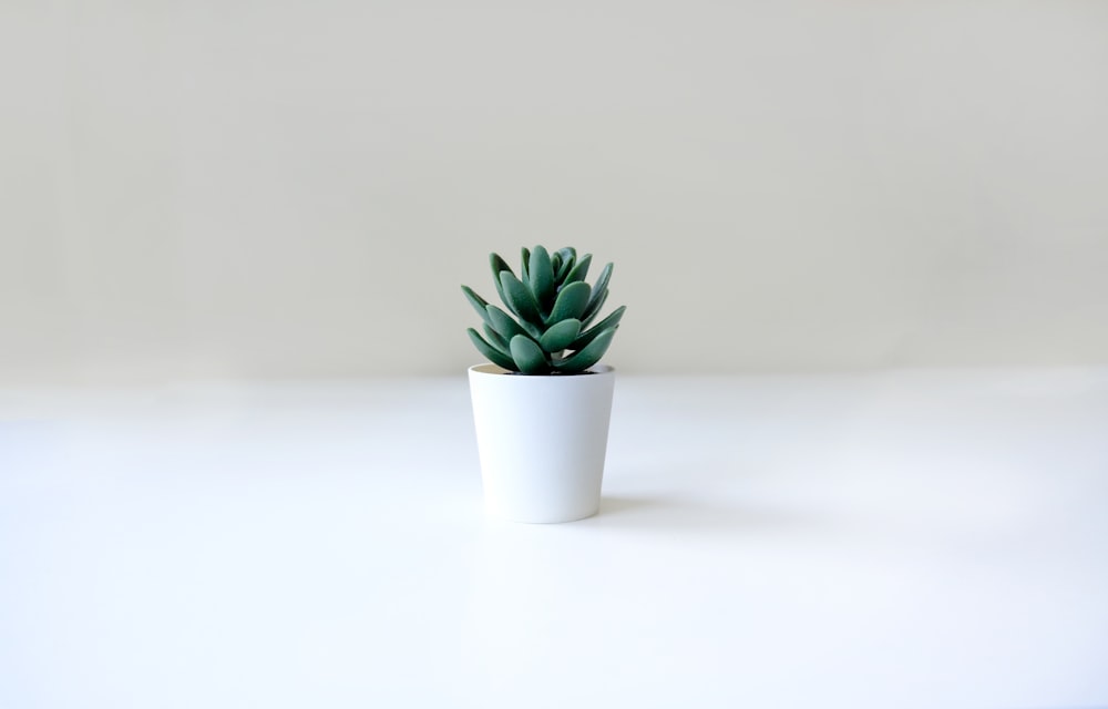 a small green plant in a white pot