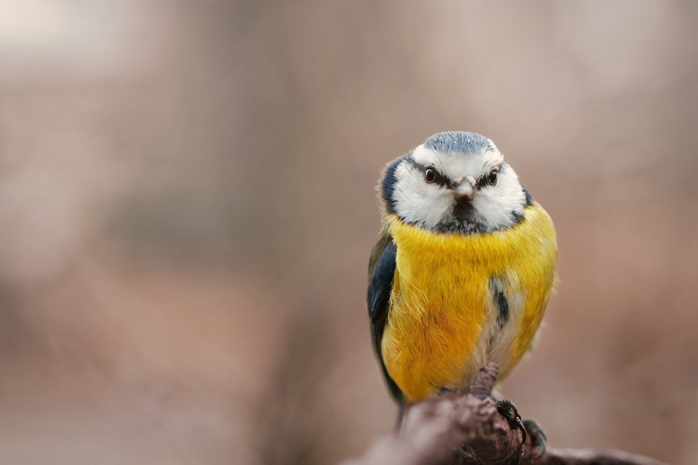 a small yellow and blue bird sitting on a branch
