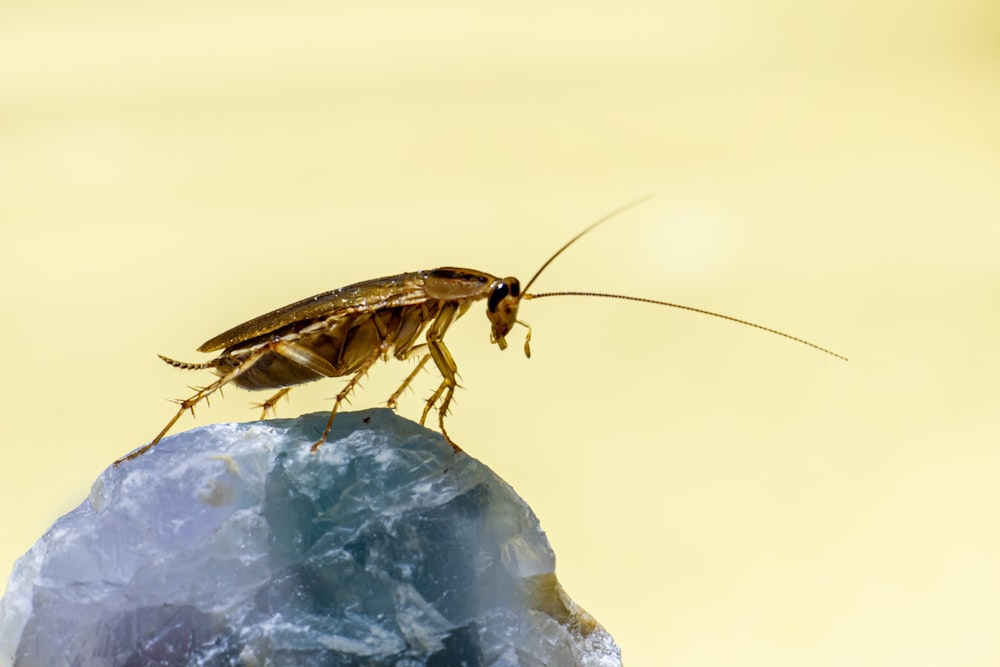 Gros plan d’un insecte sur un rocher