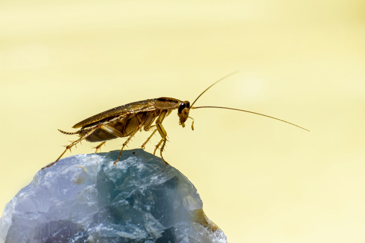 Finding Small Piles of Sawdust Indoors? It Might Be Carpenter Ants