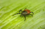 a red and black bug on a green leaf