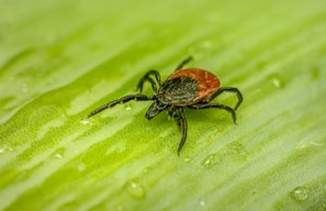 a red and black bug on a green leaf