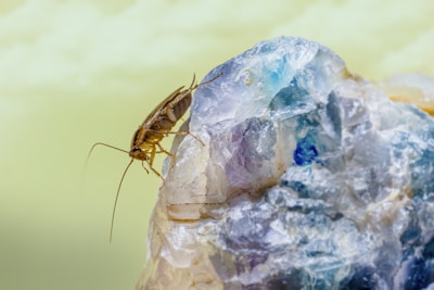 A close-up view of a cockroach perched on a textured, multi-colored stone with hues of blue, purple, and white against a soft, blurred yellowish background.