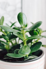 a close up of a plant in a pot