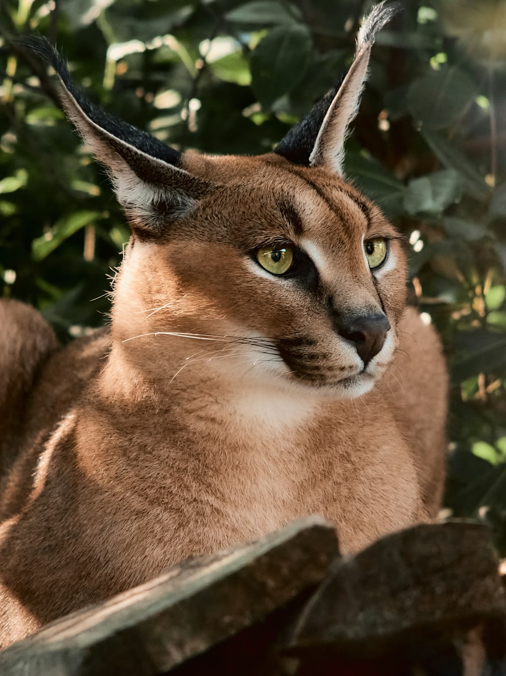 a close up of a cat near a tree