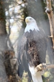 A bald eagle perched majestically on a tall pine tree branch at sunrise